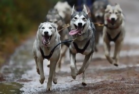 Portal 180 - Los perros, al igual que los lobos, cooperan para obtener recompensas
