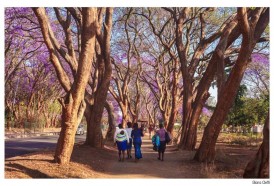 Portal 180 - De los 100 países en Montevideo a los jacarandá de Zimbabue