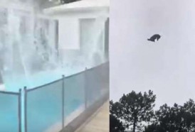Portal 180 - Investigan caso del cerdo tirado desde un helicóptero en José Ignacio