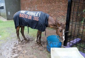 Portal 180 - Intendencia entregó 10 motocarros a cambio de caballos