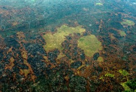 Portal 180 - La Amazonia perdió 8% de su territorio en 18 años por deforestación