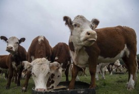 Portal 180 - A la búsqueda de una ganadería “más verde” en Uruguay