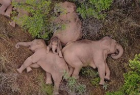Portal 180 - Un elefante se separa de la manada que recorre China