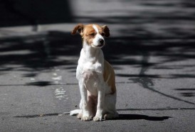 Portal 180 - Por un país sin animales abandonados