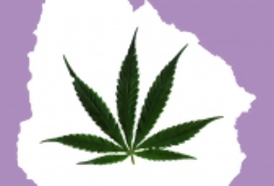 Portal 180 - La polémica desatada sobre la marihuana sería más estupidizante que el consumo de marihuana en sí