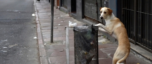 Portal 180 - Animalistas de Cotryba rechazan eutanasia en perros