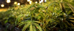 Portal 180 - Comisión de la ONU reconoce valor medicinal del cannabis
