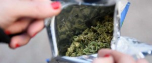 Portal 180 - Mercado ilegal de marihuana perdió más de 22 millones de dólares desde la regulación