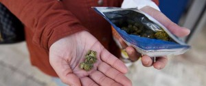 Portal 180 - Investigan consumo de brownies con marihuana en la Dinama durante partido de Uruguay