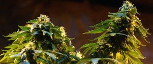 Portal 180 - Ley de Cannabis Medicinal completa el paquete de regulación de la marihuana