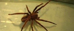 Portal 180 - “Alarma desmedida” por araña encontrada en Piriápolis