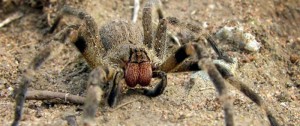 Portal 180 - Araña bananera: “la mayor parte de las mordeduras son leves”