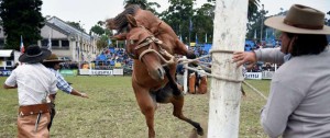 Portal 180 - Animalistas reclaman prohibir “espectáculo dantesco” de las jineteadas