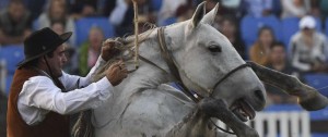 Portal 180 - Intendencia “reformulará” las criollas “sin violencia ni maltrato” a caballos