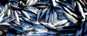 Portal 180 - Investigadores siguen pendientes de una respuesta sobre el decreto de ley de pesca