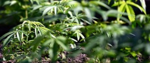 Portal 180 - Los principales puntos de la Ley de Cannabis Medicinal