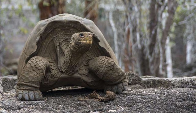 Tortugas gigantes poseen genética relacionada con la reparación del ADN