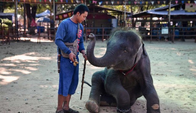 180 Com Uy La Esclavitud De Los Elefantes En Tailandia Por El