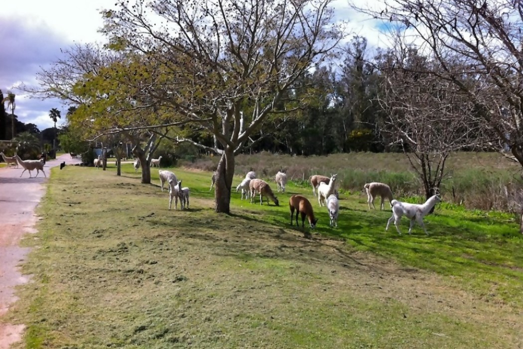 Animales fantásticos y dónde encontrarlos — DelSol | Del Sol 99.5 en el la Copa América 2019