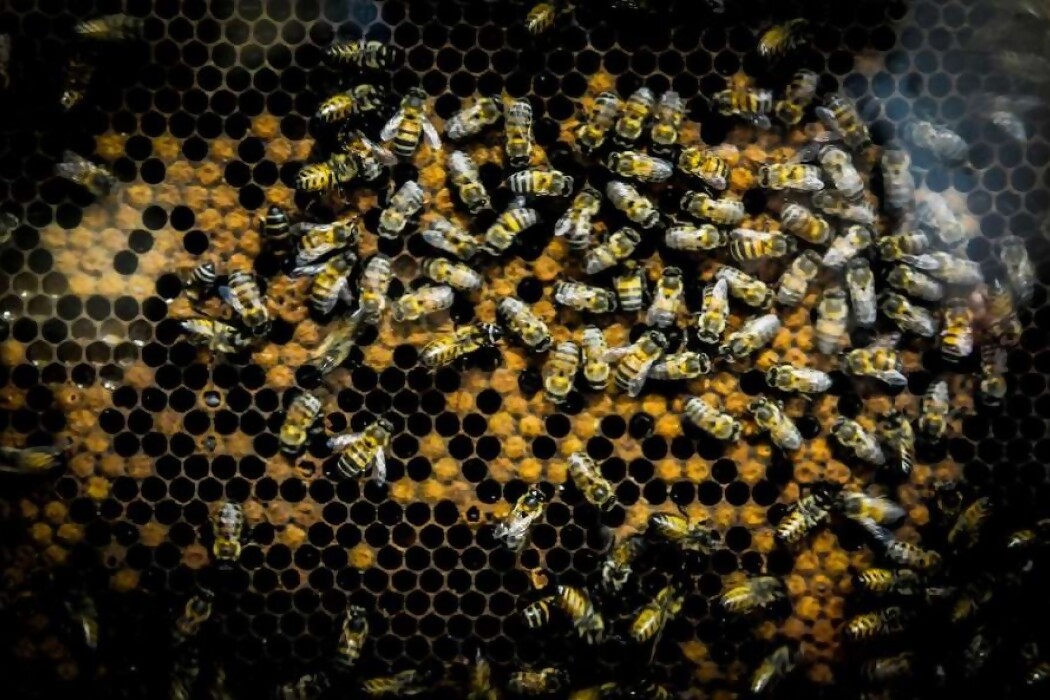 Verdadero o falso: abejas — DelSol | Del Sol 99.5 en el la Copa América 2019