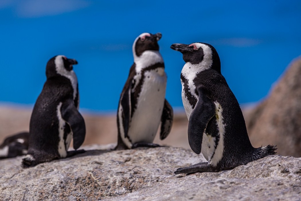 Verdadero o falso: animales de clima frío — DelSol | Del Sol 99.5 en el Mundial Rusia 2018