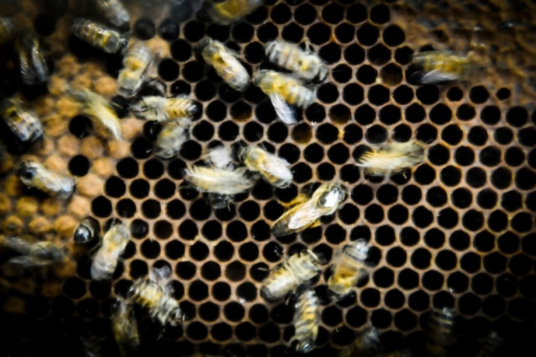 Verdadero o falso sobre plagas — DelSol | Del Sol 99.5 en el Mundial Rusia 2018