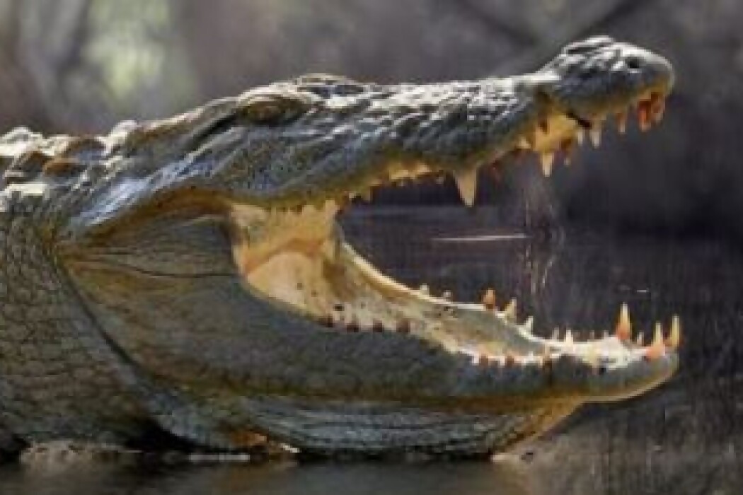 Consejos para sobrevivir a situaciones peligrosas — DelSol | Del Sol 99.5 en el la Copa América 2019