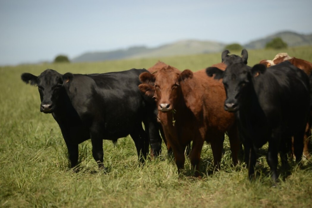 Menos ovejas, cerdos y frutales, más concentración de la tierra (las mismas vacas) — DelSol | Del Sol 99.5 en el Mundial Rusia 2018