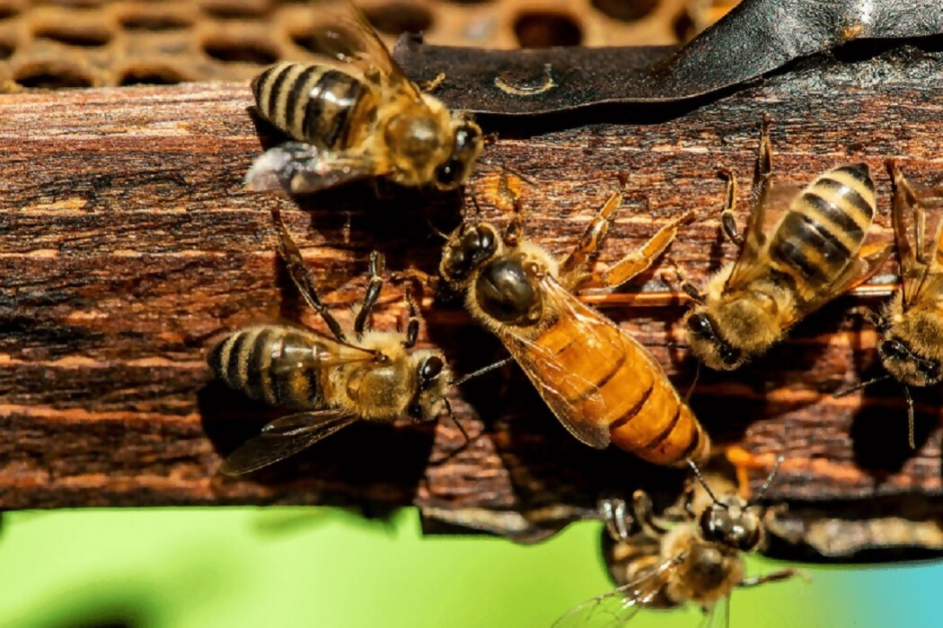 ¿Cuál es el insecto que vive la mejor vida? — DelSol | Del Sol 99.5 en el Mundial Rusia 2018