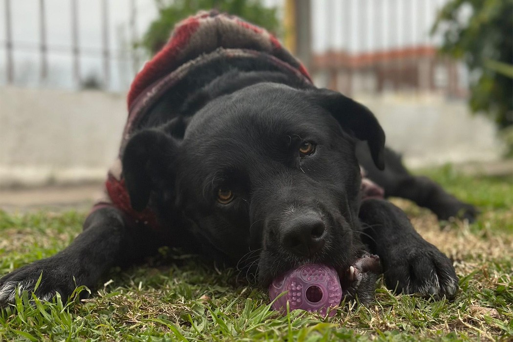 Animales útiles y perjudiciales — DelSol | Del Sol 99.5 en el la Copa América 2019