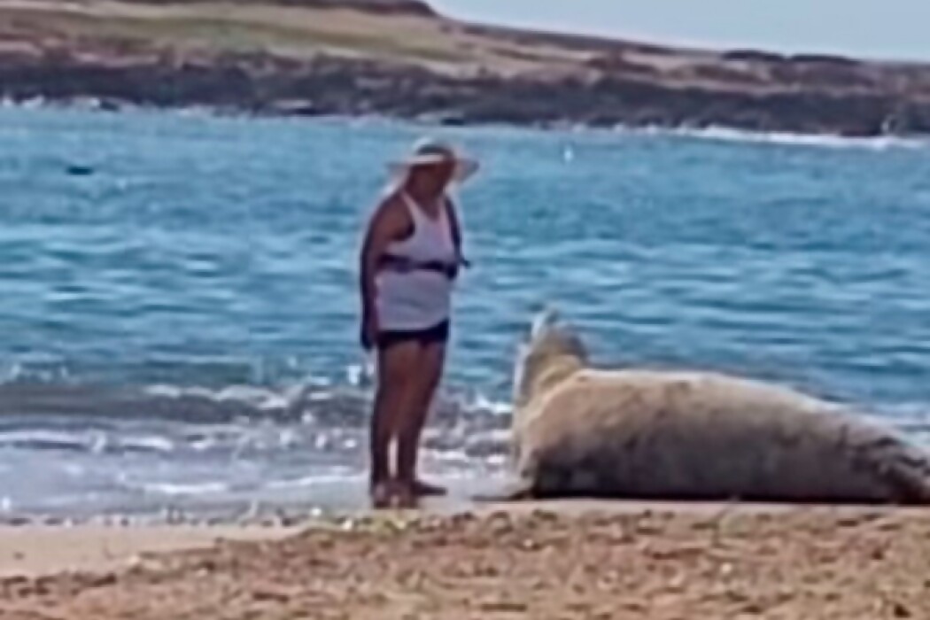 ¿Qué nos está pasando? Darwin comentó el peligroso acercamiento de una mujer a un elefante marino en La Paloma — DelSol | Del Sol 99.5 en el la Copa América 2019