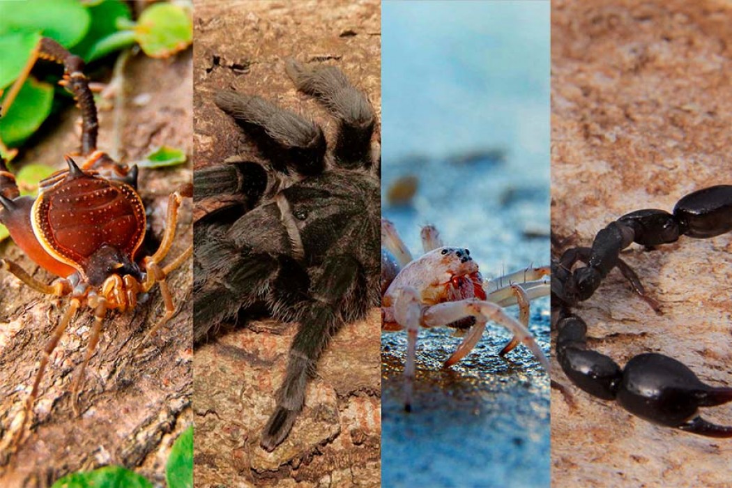 La audiencia de No toquen nada eligió cuatro nombres de arácnidos — DelSol | Del Sol 99.5 en el Mundial Rusia 2018