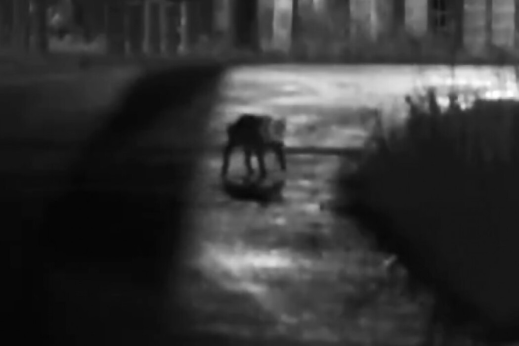 El puma de La Tahona y otras como 10 noticias en un minuto — DelSol | Del Sol 99.5 en el Mundial Rusia 2018