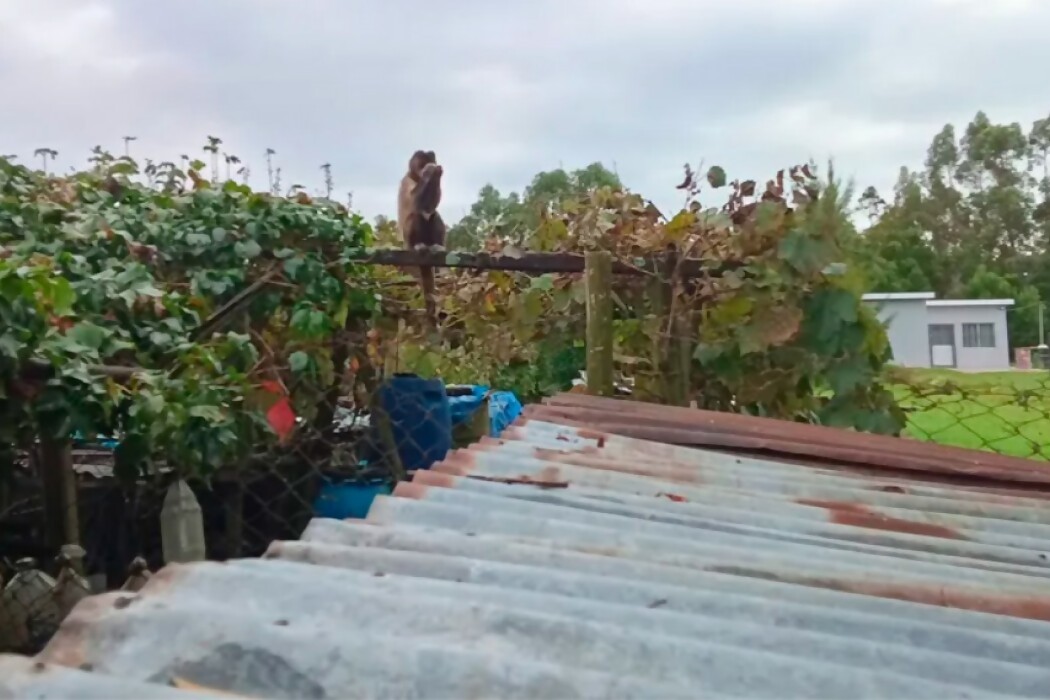 Nuevo avistamiento de mono, el delincuente no humano por excelencia — DelSol | Del Sol 99.5 en el la Copa América 2019