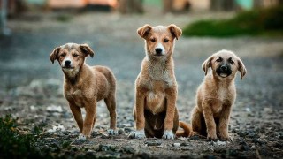 ¿Qué raza de perro es cada integrante del programa? - Sobremesa - DelSol 99.5 FM