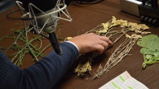 Marcela, manzanilla, carqueja: usos sociales vs propiedades comprobadas - Entrevistas - DelSol 99.5 FM