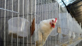 El mito de las hormonas inyectadas en pollos y cerdos uruguayos, desmentido en un minuto - MinutoNTN - DelSol 99.5 FM