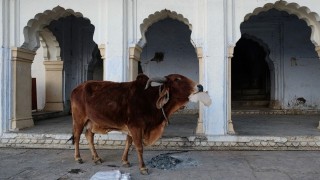 Las vacas en la India - Segmento dispositivo - DelSol 99.5 FM