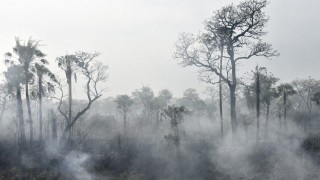 Ayuda de NatGeo a maestras: la Amazonia no es el pulmón del mundo - Audios - DelSol 99.5 FM