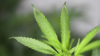 Cannabis medicinal: Asociaciones de Pacientes podrán producir cannabis - Informes - DelSol 99.5 FM