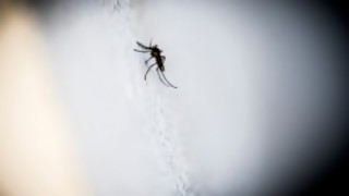 El mosquito del dengue y los humanos: sexo, olfato y una oportunidad para combatir al Aedes Aegypti - Las seis plagas del verano - DelSol 99.5 FM