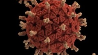 Diseñen su propio virus - Sobremesa - DelSol 99.5 FM