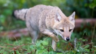 ¿Cuál sería el primer animal salvaje en aparecer por la falta de humanos en la calle? - Sobremesa - DelSol 99.5 FM