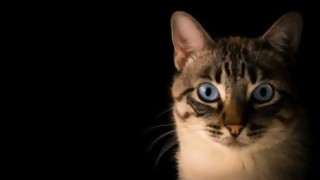¿Qué animal dominará el mundo cuando el humano se extinga? - Sobremesa - DelSol 99.5 FM