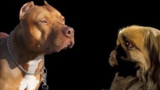 ¿Quién gana en una pelea entre 60 Pekinéses malos contra 6 Pitbull? - Sobremesa - DelSol 99.5 FM