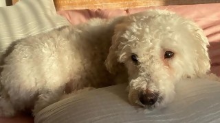 Alimento a mi perro a vegetales, ¿puedo decir que es vegetariano? - Sobremesa - DelSol 99.5 FM