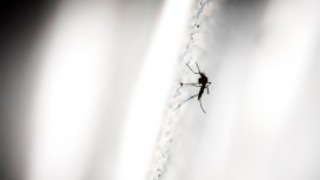 La vida de los mosquitos en el laboratorio - Entrevistas - DelSol 99.5 FM