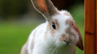 A su hija se le murió el conejo, ¿cómo hace para que no se de cuenta? - Sobremesa - DelSol 99.5 FM