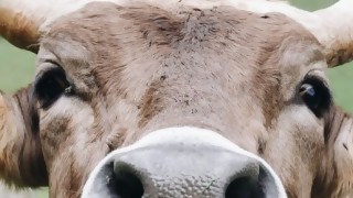 Corte: “Tenemos que hacer carne que los animales tienen conciencia y sienten sufrimiento” - Entrevista central - DelSol 99.5 FM
