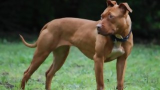 Cossia en contra de prohibir pitbulls: “El problema no es el perro, es las conductas de las personas” - Entrevista central - DelSol 99.5 FM